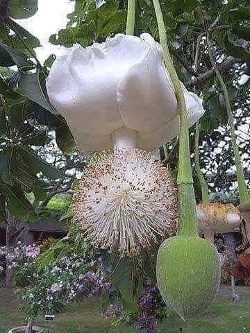 La fleur du baobab de Madagascar qui ne fleurit qu’une fois tous les 50ans.