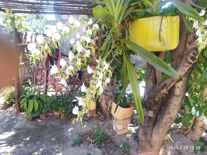 Nateza be mihitsy ireto “orchidées” ireto fa efa ho 3 volana izy ireo zao no nam…