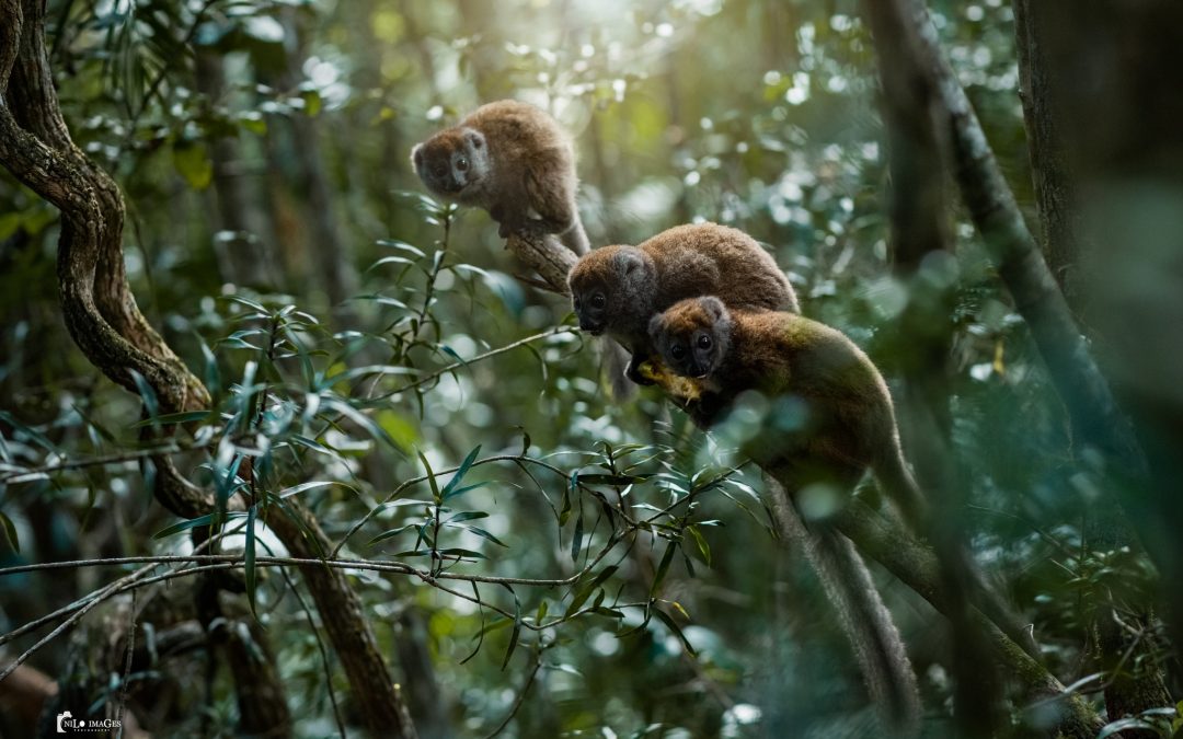 Parc Mandraka
“Biby namantsika, biby havantsika”.
  L’artiste malagasy Mily Clém…